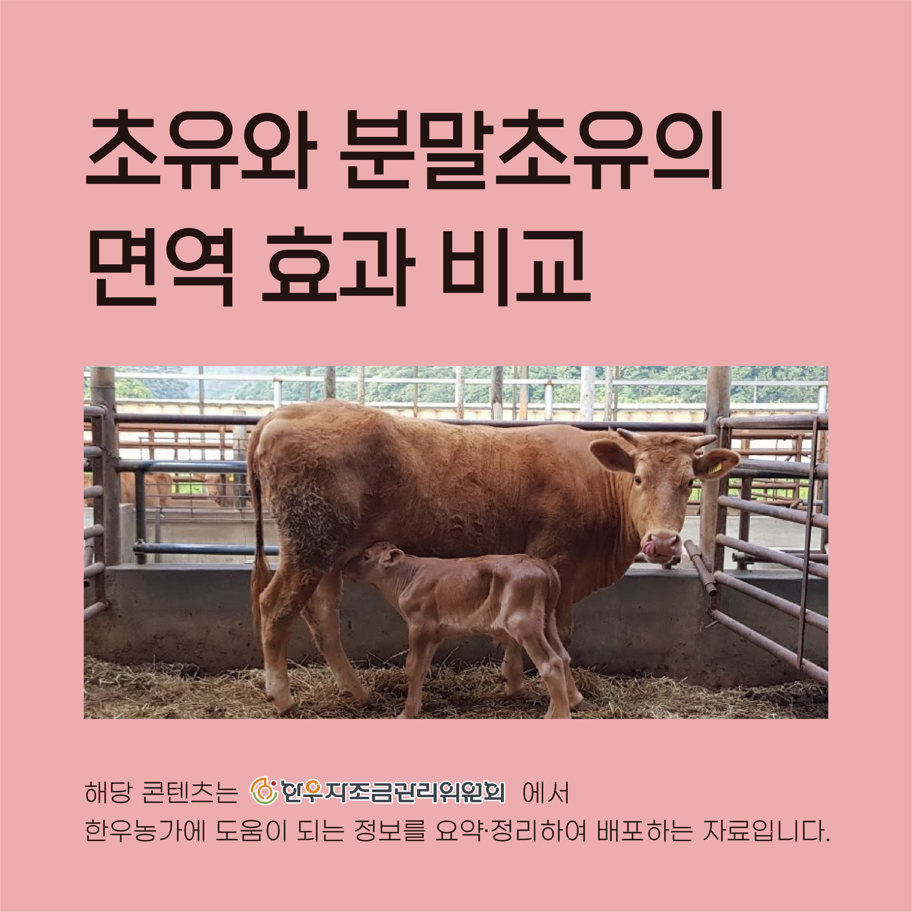 초유와 분말초유의 면역 효과 비교